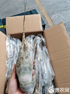 高端小青龍水產(chǎn)品批發(fā)指南