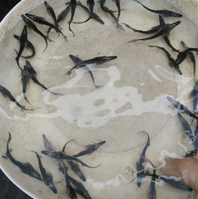 鴨嘴魚(yú)苗批發(fā)指南 鮮活水產(chǎn)種苗的優(yōu)質(zhì)選擇