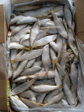 臨沂水產(chǎn)品批發(fā)市場(chǎng)解析 冷凍粗加工水產(chǎn)品價(jià)格與優(yōu)質(zhì)采購指南